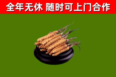 民和县烟酒回收冬虫夏草.jpg
